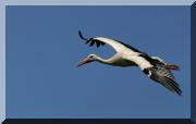 cigogne_14 copie.jpg